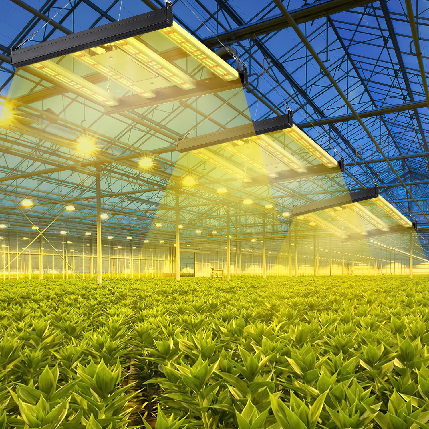 Lospitch LED Pflanzenlampe 150W Vollspektrum dimmbar für Growzelt