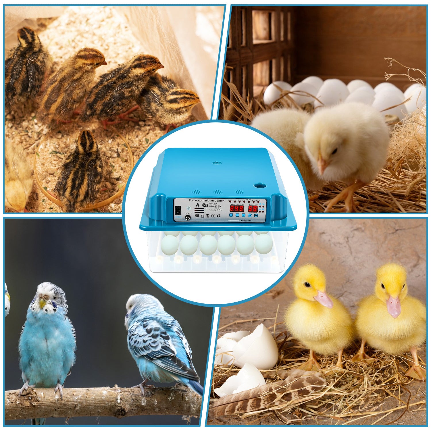 Lospitch Brutautomat 36 Eier vollautomatisch mit LED Eierbeleuchtung